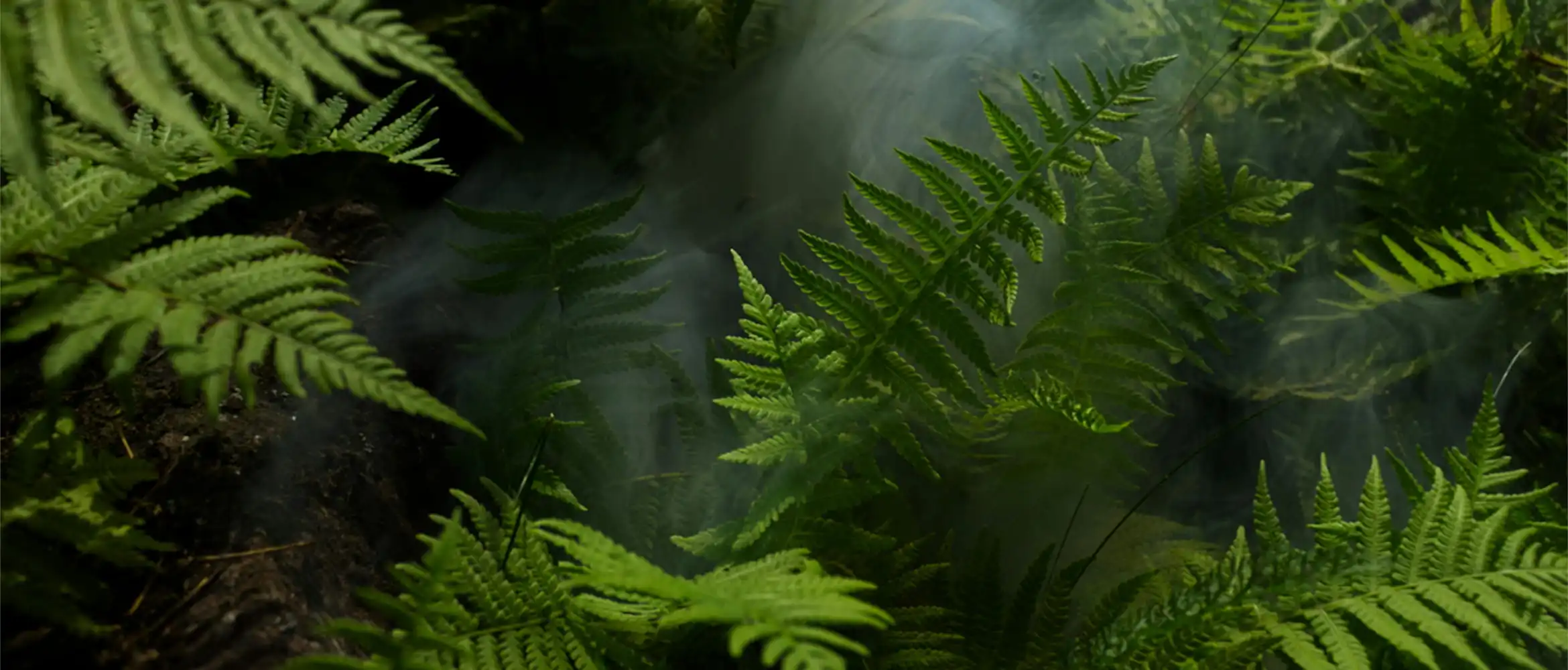 Close up image of green leaves in the rainforest